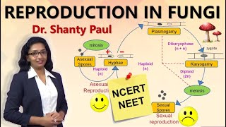 Reproduction in fungi  Life cycle of fungi [upl. by Lukin]