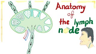 Anatomy of the Lymph node  Best Explanation Ever [upl. by Lirbij]