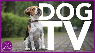 TV for Dogs  Videos for Dogs to Watch  Squirrels [upl. by Seaver988]