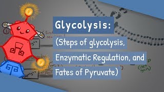 Glycolysis Steps of glycolysis Enzymatic Regulation and Fates of Pyruvate [upl. by Eiggam]