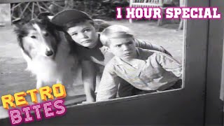 Lassie  1 Hour Special  Lassie English Full Episodes 🐕 [upl. by Ahs]