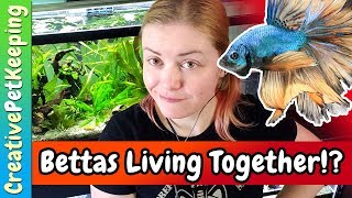 Can you keep MALE and FEMALE betta fish together [upl. by Hannaoj799]