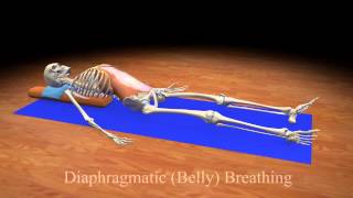 Diaphragmatic Belly Breathing [upl. by Nnewg]