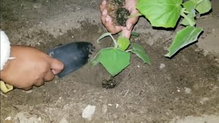 Planting the worlds fastest growing tree Paulownia Elongata Royal Empress [upl. by Divadnhoj]