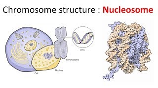 Chromatin structure  Nucleosome [upl. by Nyledam]