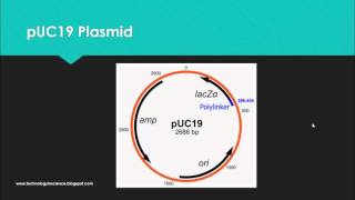 pUC19 Vector and its Features  Usefulness in Cloning [upl. by Ylrrad]