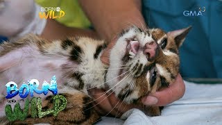 Born to be Wild Saving the life of an anemic Visayan leopard cat [upl. by Henley]