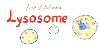 Lysosome [upl. by Notnilc601]