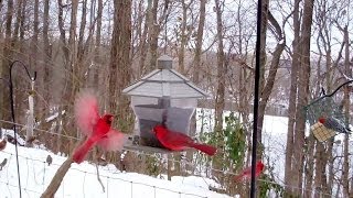 Winter Birds Feeding Frenzy Cats LOVE It [upl. by Sheeb]