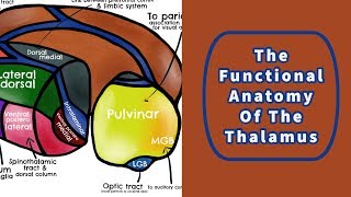 The Functional Anatomy of the Thalamus [upl. by Ogilvy]