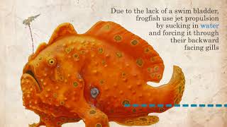 Frogfish facts  Marine Life in 45 Seconds [upl. by Thetes]