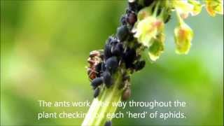 Ants farming aphids [upl. by Benilda]