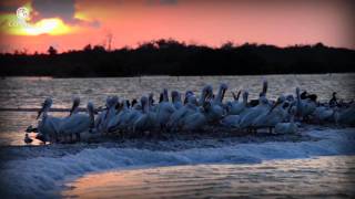 Entre ríos mareas y olas Lagunas costeras  ECOSISTEMAS DE MÉXICO [upl. by Kassel]