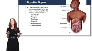 Introduction to the Digestive System [upl. by Artimed]