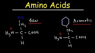 Introduction to Amino Acids [upl. by Neille178]