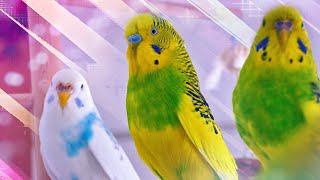 3 Hour Sounds of Budgies for Lonely Birds [upl. by Ikir]