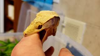 Angry Crested Gecko [upl. by Stafani]