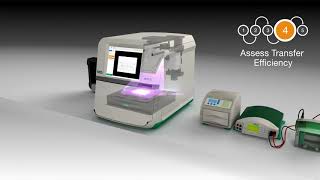 StainFree Western Blotting with ChemiDoc MP Imaging System [upl. by Ellswerth]