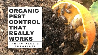 Organic PEST CONTROL that really WORKS [upl. by Kcirdahs66]