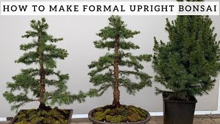 Making Formal Upright Bonsai from Alberta Spruce [upl. by Quent957]