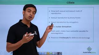 Class 11th – Protozoans – Ciliata  Biological Classification  Tutorials Point [upl. by Ahern]