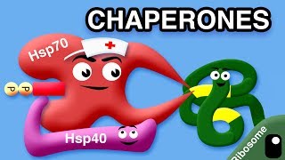 CHAPERONES AND MISFOLDED PROTEINS [upl. by Norbel74]