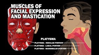 MUSCLES OF FACIAL EXPRESSION AND MASTICATION [upl. by Canning]