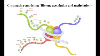 Lecture 9 Histone methylation [upl. by Eelyr]