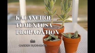 Kalanchoe Tomentosa Propagation [upl. by Llertrac]