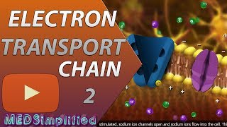 Electron Transport Chain ETC Part 2 [upl. by Olfe]