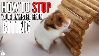 How to STOP your hamster from biting [upl. by Hindorff651]