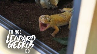 16 Things That Leopard Geckos Do [upl. by Granger]