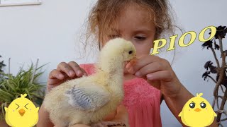 POLLITO PIO cancion del pollito para niños [upl. by Noxin7]