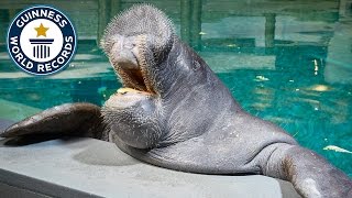 Oldest Manatee  Guinness World Records [upl. by Packton]