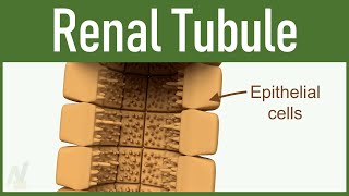 03 Nephron Structure Renal Tubule [upl. by Rabi]