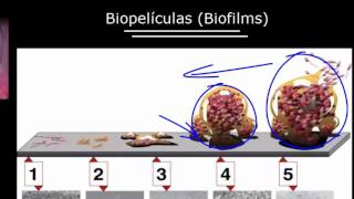 Factores bióticos y abióticos  Ecología  Biología  Khan Academy en Español [upl. by Ysset]