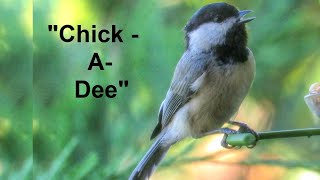 Chickadees Real quotChickADeequot Call [upl. by Sirotek]