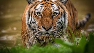 Siberian Tigers  Big Cats Wild Dcumentary HD 1080p [upl. by Carmita931]