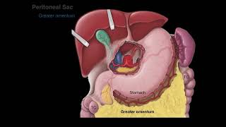 Peritoneum tutorial [upl. by Aisila383]