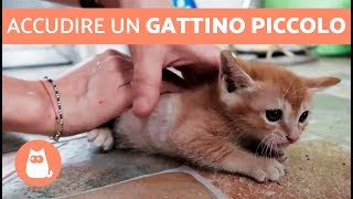 Accudire un GATTINO PICCOLO [upl. by Alleris219]