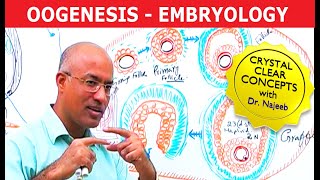 Oogenesis  Gametogenesis  Embryology🩺 [upl. by Broeder136]