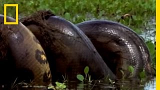 Anaconda vs Mammal  National Geographic [upl. by Adnwahsal835]