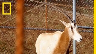 ScimitarHorned Oryx Making a Comeback  National Geographic [upl. by Aliehc]