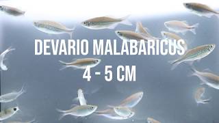 DEVARIO MALABARICUS 4 5 CM [upl. by Ewer984]