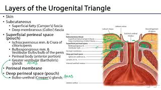 Urogenital Triangle  M1 Perineum [upl. by Rose35]