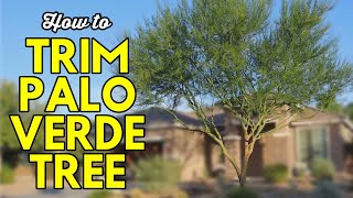 How to Trim a Palo Verde Tree [upl. by Lal]