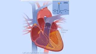 Electrical Conduction System of the Heart [upl. by Arahd]