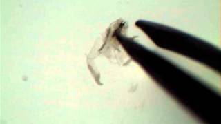 Drosophila Salivary Gland Dissection [upl. by Morril]