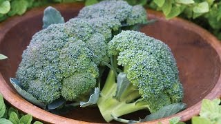 Growing Broccoli in a Container [upl. by Annatnas]