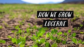 Growing Lucerne Alfalfa In The Desert  KAROO KIDS [upl. by Earvin]